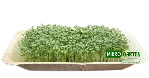 Brokkoli Microgreens in Wien kaufen, via Mikrogarten Shop bestellen