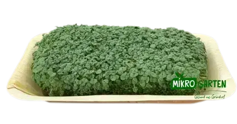 Chia Microgreens in Wien kaufen, via Mikrogarten Shop bestellen