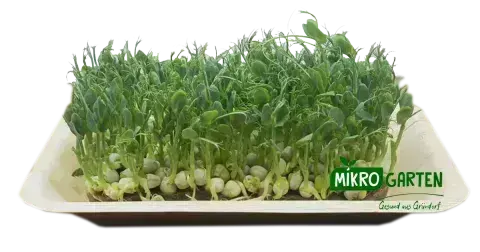 Erbsen Microgreens Wien bestellen
