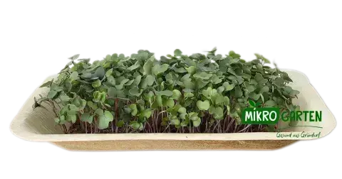 Kohlrabi Microgreens in Wien kaufen, via Mikrogarten Shop bestellen