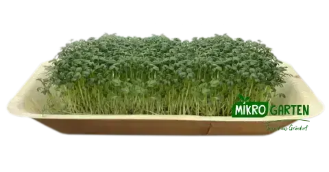 Kresse Microgreens in Wien kaufen, via Mikrogarten Shop bestellen