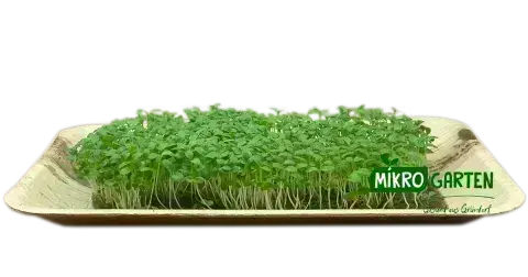 Lattich Microgreens in Wien kaufen, via Mikrogarten Shop bestellen