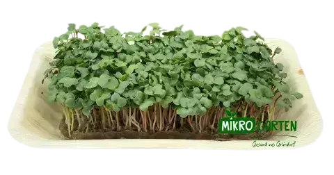 Radieschen Gruen shop microgreens  in Wien, Mikrogarten