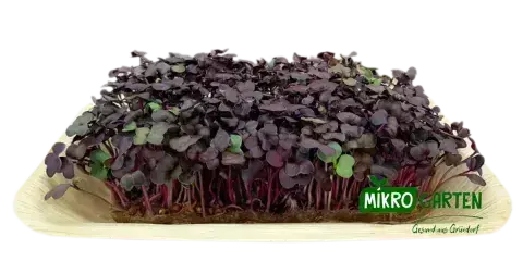 Radischen Lila Shop Microgreens in Wien, Mikrogarten