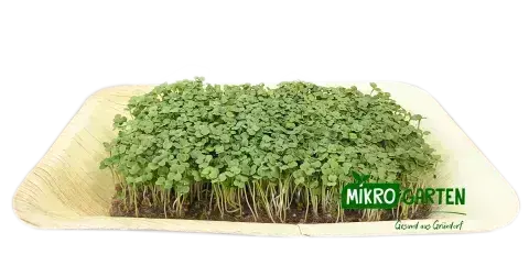 Rucola Microgreens in Wien kaufen, via Mikrogarten Shop bestellen