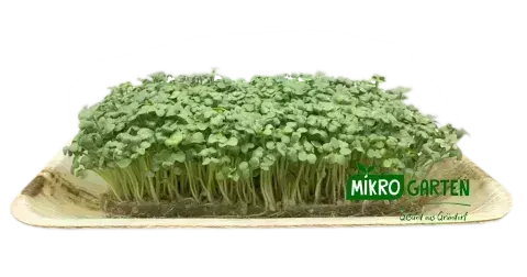 Senf Microgreens in Wien kaufen, via Mikrogarten Shop bestellen