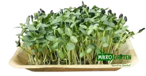 Sonnenblumen Microgreens in Wien kaufen, via Mikrogarten Shop bestellen