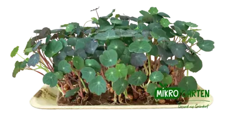 Kapuzinerkresse Microgreens in Wien kaufen, via Mikrogarten Shop bestellen