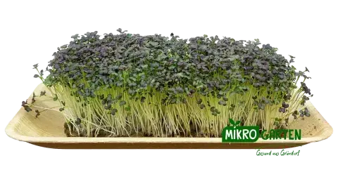 Mizuna - Microgreens markt Wien
