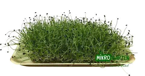 Microgreens in Wien kaufen, via Mikrogarten Shop bestellen
