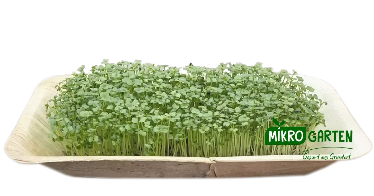 Brokkoli Microgreens in Wien kaufen, via Mikrogarten Shop bestellen Brokkoli Microgreens in Wien kaufen, via Mikrogarten Shop bestellen