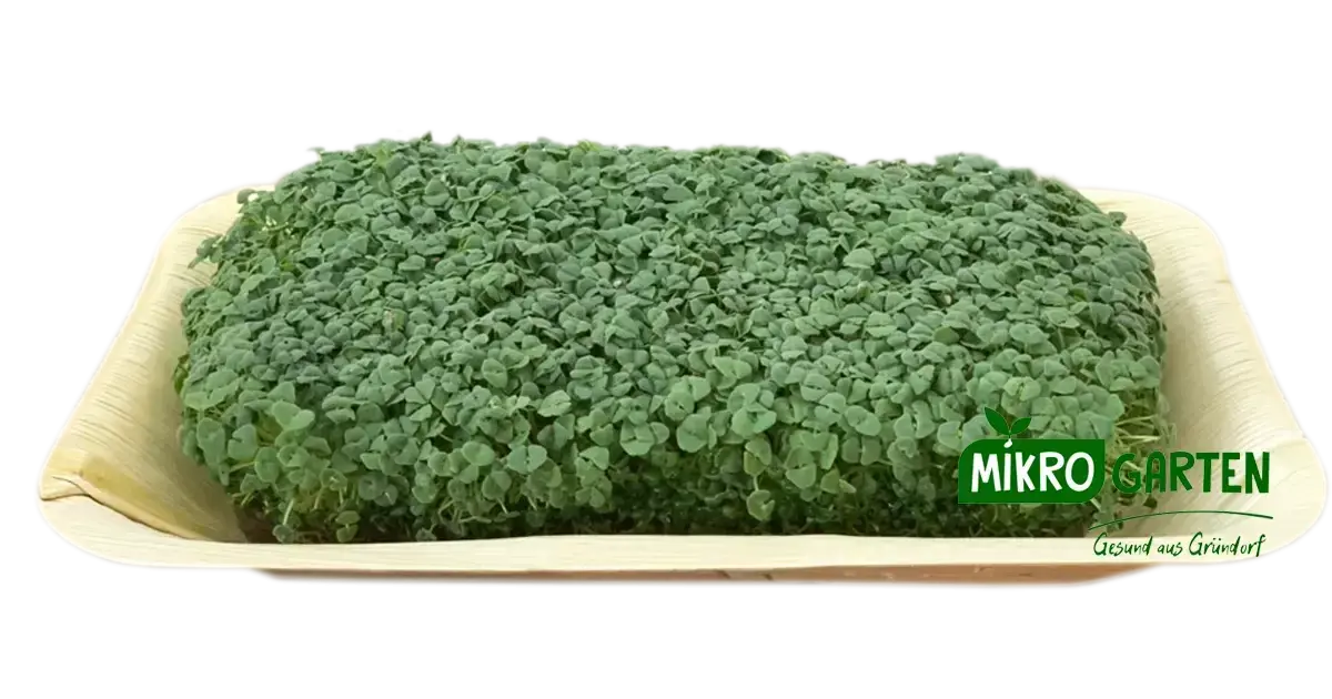 Chia Microgreens in Wien kaufen, via Mikrogarten Shop bestellen Chia Microgreens in Wien kaufen, via Mikrogarten Shop bestellen