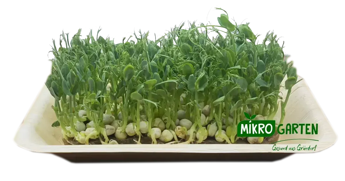Erbsen Microgreens in Wien kaufen, via Mikrogarten Shop bestellen Erbsen Microgreens in Wien kaufen, via Mikrogarten Shop bestellen