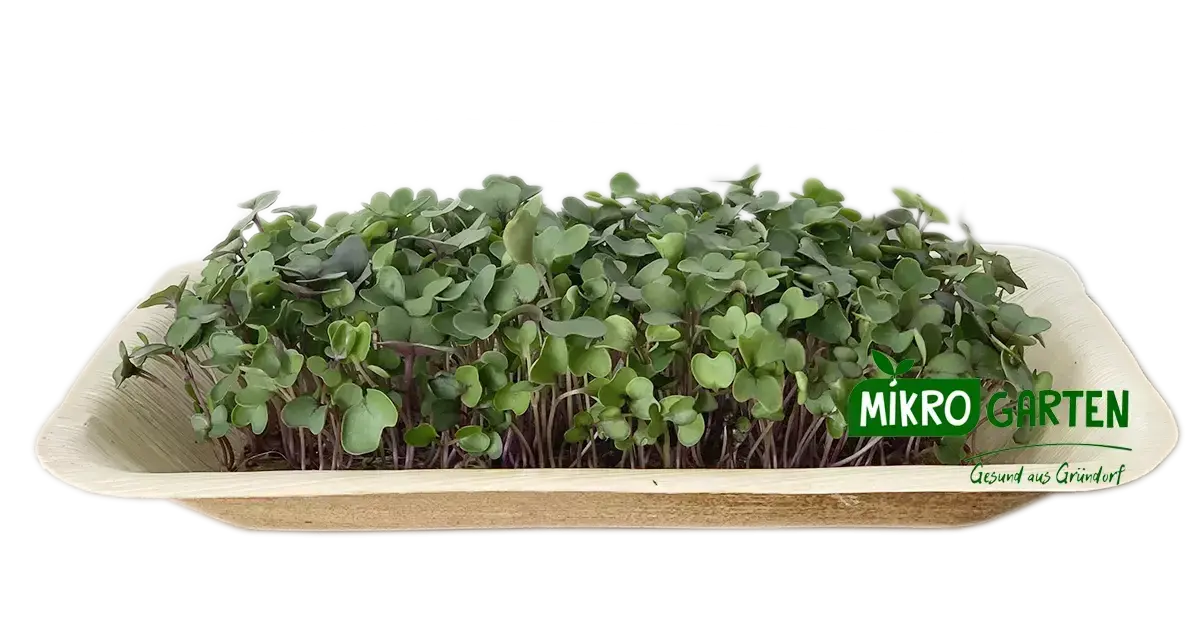 Kohlrabi Microgreens in Wien kaufen, via Mikrogarten Shop bestellen Kohlrabi Microgreens in Wien kaufen, via Mikrogarten Shop bestellen