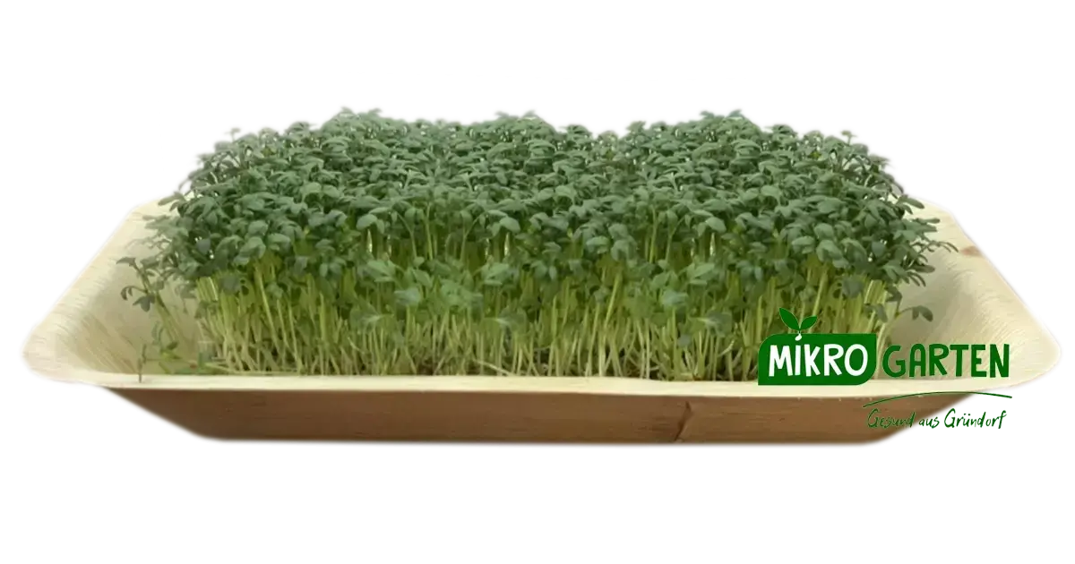 Kresse Microgreens in Wien kaufen, via Mikrogarten Shop bestellen Kresse Microgreens in Wien kaufen, via Mikrogarten Shop bestellen