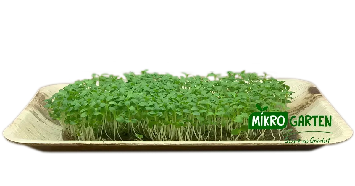 Lattich Microgreens in Wien kaufen, via Mikrogarten Shop bestellen Lattich Microgreens in Wien kaufen, via Mikrogarten Shop bestellen