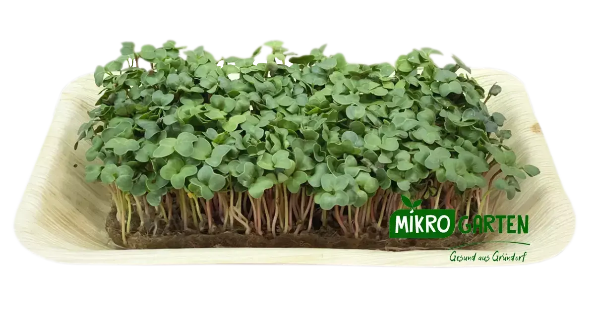 Radieschen Gruen Microgreens in Wien kaufen, via Mikrogarten Shop bestellen Radieschen Gruen Microgreens in Wien kaufen, via Mikrogarten Shop bestellen