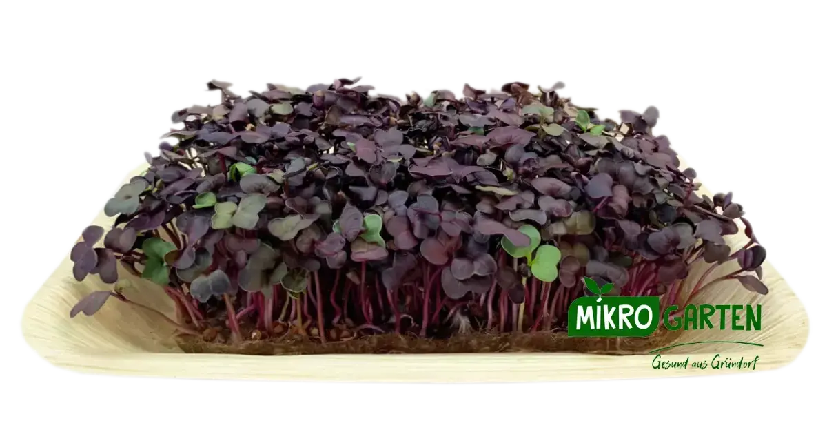 Radischen Lila Microgreens in Wien kaufen, via Mikrogarten Shop bestellen Radischen Lila Microgreens in Wien kaufen, via Mikrogarten Shop bestellen