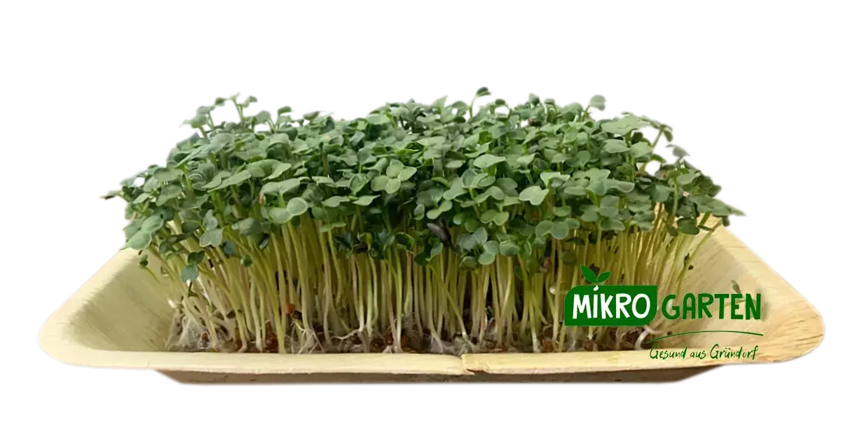Rettich Microgreens in Wien kaufen, via Mikrogarten Shop bestellen Rettich Microgreens in Wien kaufen, via Mikrogarten Shop bestellen