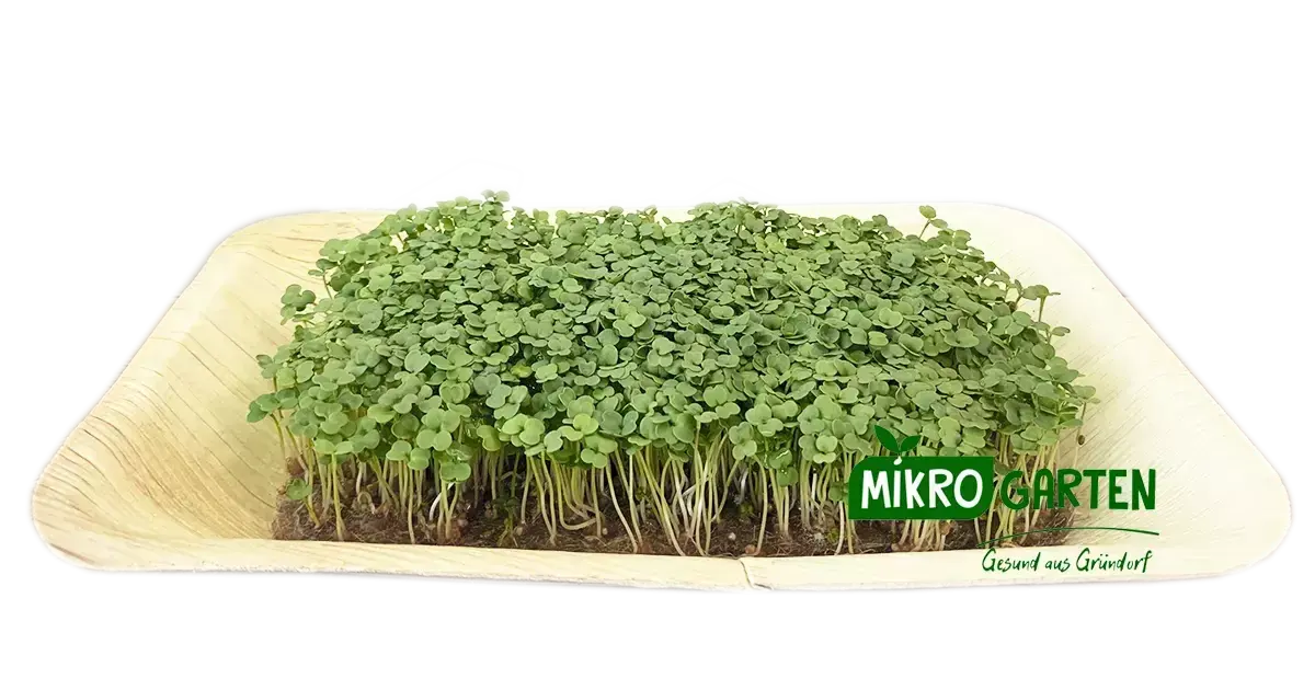 Rucola Microgreens in Wien kaufen, via Mikrogarten Shop bestellen Rucola Microgreens in Wien kaufen, via Mikrogarten Shop bestellen