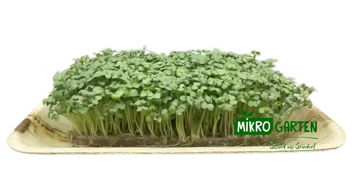Senf Microgreens in Wien kaufen, via Mikrogarten Shop bestellen Senf Microgreens in Wien kaufen, via Mikrogarten Shop bestellen