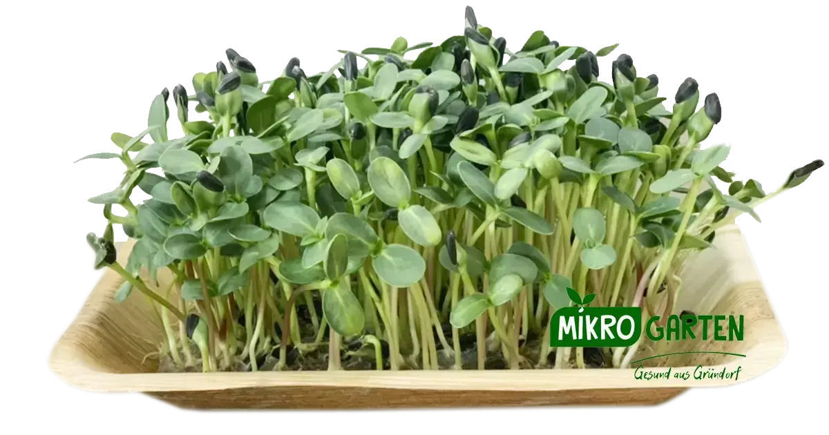 Sonnenblumen Microgreens in Wien kaufen, via Mikrogarten Shop bestellen Sonnenblumen Microgreens in Wien kaufen, via Mikrogarten Shop bestellen