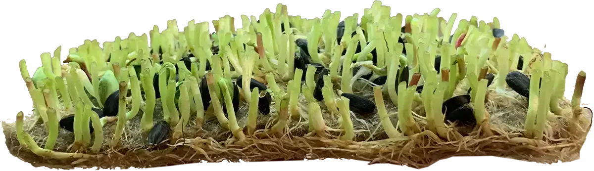 Umweltschutz microgreens, Biomuhl, Mikrogarten in Wien Umweltschutz microgreens, Biomuhl, Mikrogarten in Wien
