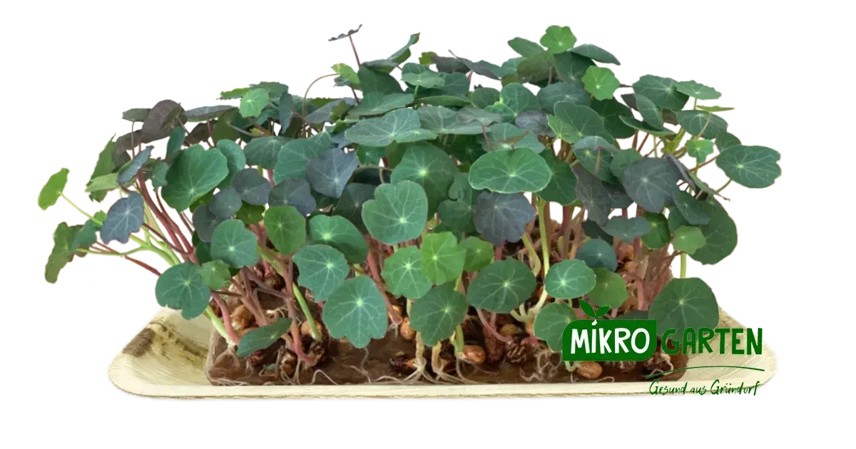 Kapuzinerkresse Microgreens in Wien kaufen, via Mikrogarten Shop bestellen Kapuzinerkresse Microgreens in Wien kaufen, via Mikrogarten Shop bestellen