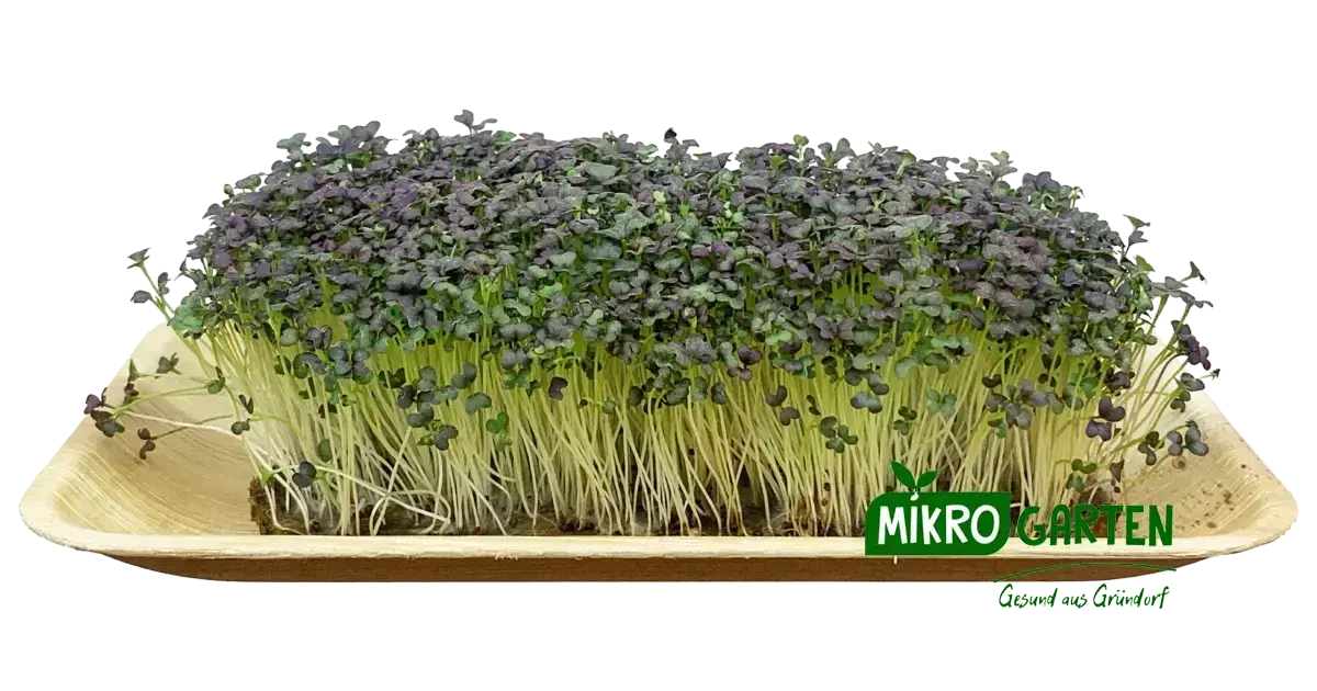 Mizuna - Microgreens markt Wien Mizuna - Microgreens markt Wien