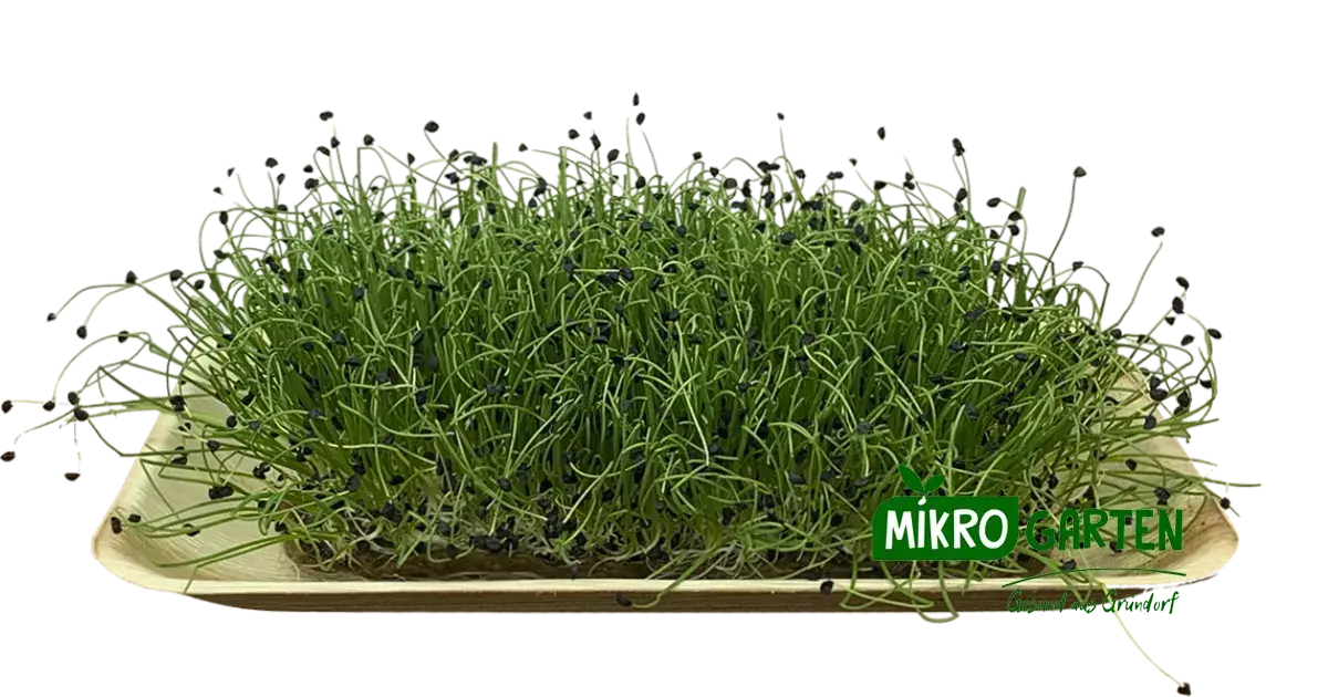 Zwiebel Microgreens in Wien kaufen, via Mikrogarten Shop bestellen Zwiebel Microgreens in Wien kaufen, via Mikrogarten Shop bestellen